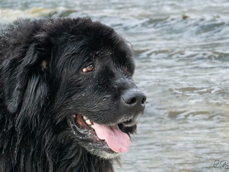 Chiens_de_sauvetage