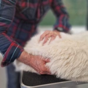 Etiopatía Canina - Formación continua 3 seminarios