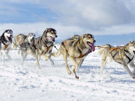 perro de trineo